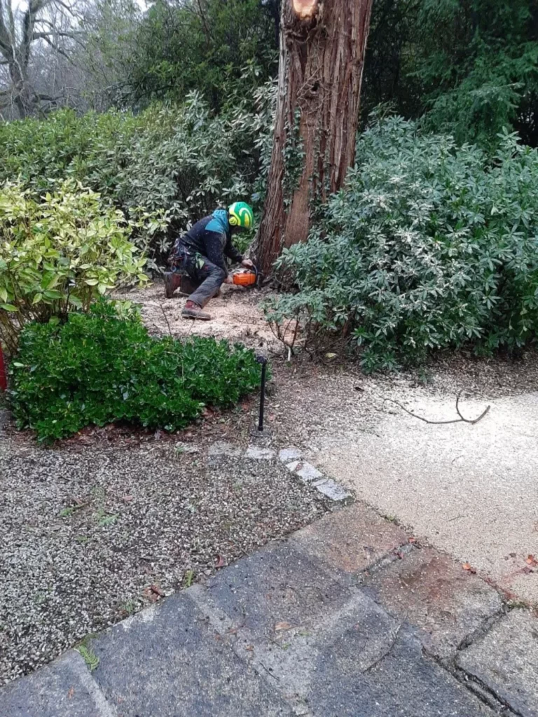Un homme abattant un arbre dans un jardin.
